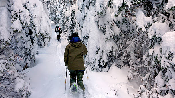 Young woman snowshoer follows backcountry skier, carrying snowboard on back, through forest in deep snow on a cold, winter day, Crowsnest Pass, Canadian Rockies