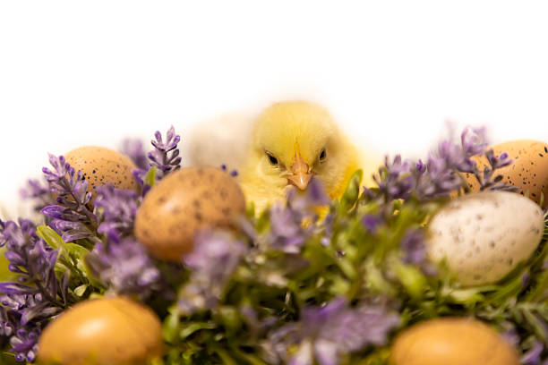 Little chicken on flower wreath. Easter decoration. Religious symbol of new life. Springtime decoration.