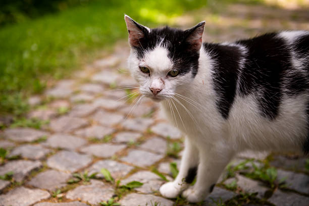 Selective focus photo. White cat with black stripes. Black and white cat,