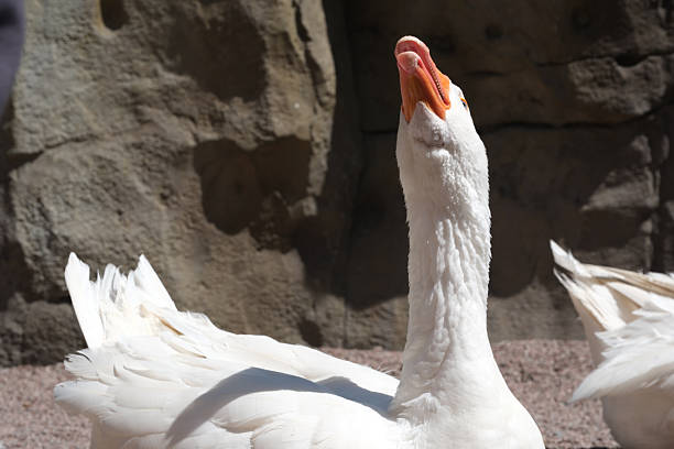 A graceful goose stands tall, neck arched, observing its sunny surroundings.