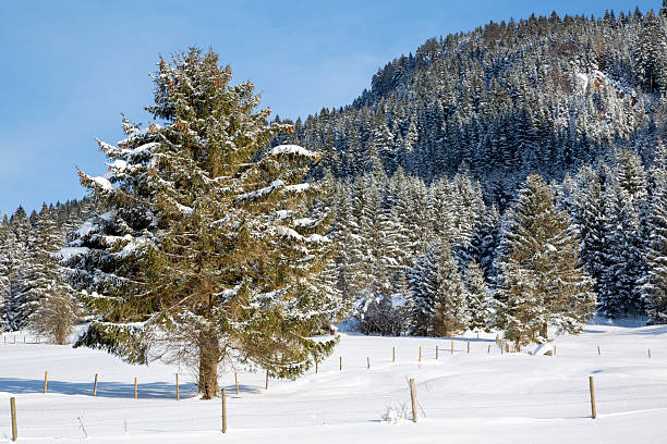 A beautiful winter landscape with snowcapped mountains and trees under blue sky in European Alps.