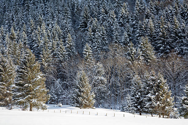 A beautiful winter landscape with snowcapped mountains and trees under blue sky in European Alps.