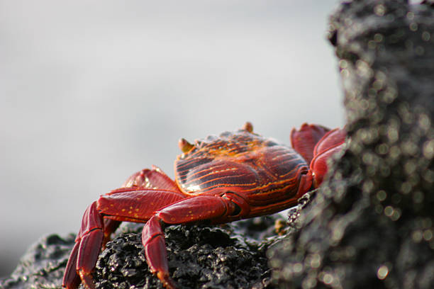 a vivid orange Sally Lightfoot crab (Grapsus grapsus) basking on a volcanic coastal shore