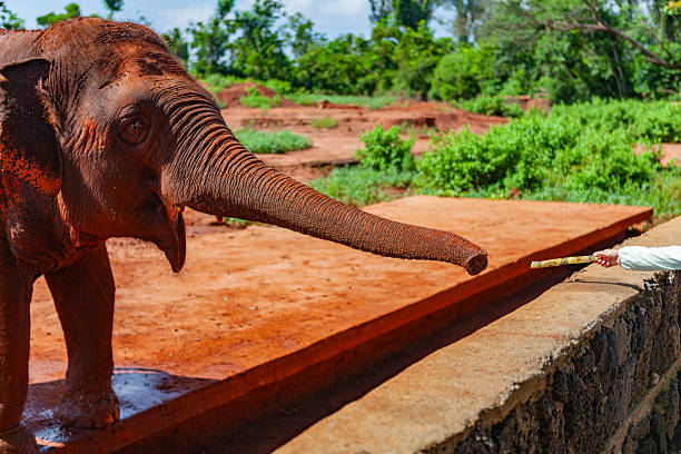 Close up of a elephant eating a pumpkin ; Elephant ready for Halloween