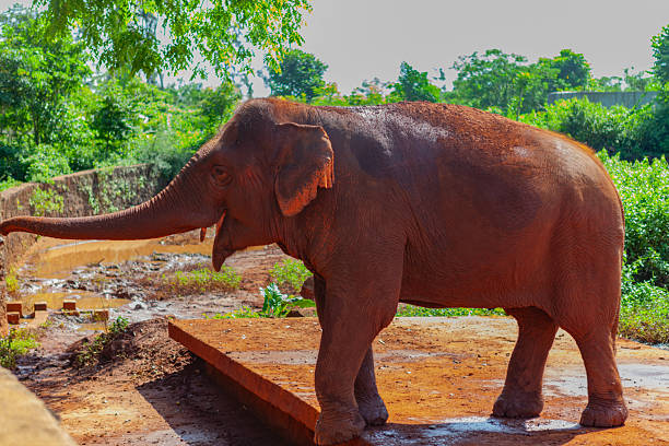 Baby elephant in the zoo