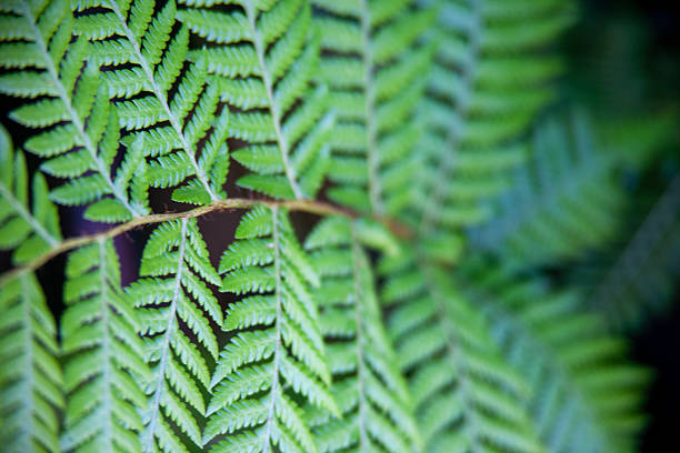 Close-up of fern leaves subtly illuminated by the sun