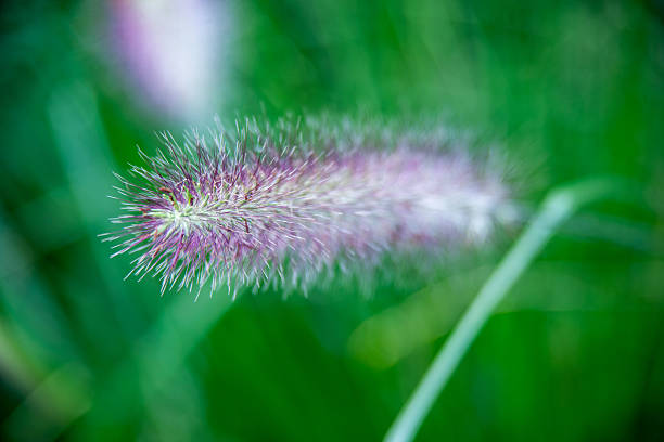 WIld grasses in a meadow in Sussex in springtime