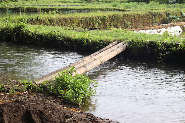 A small bridge made of bamboo over the river in East Java, Indonesia.