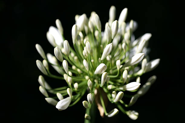 Close‑up photo of white Agapanthus buds arranged in a radial cluster around a central green stem, shown against a dark background that highlights the form and symmetry of the emerging flower.