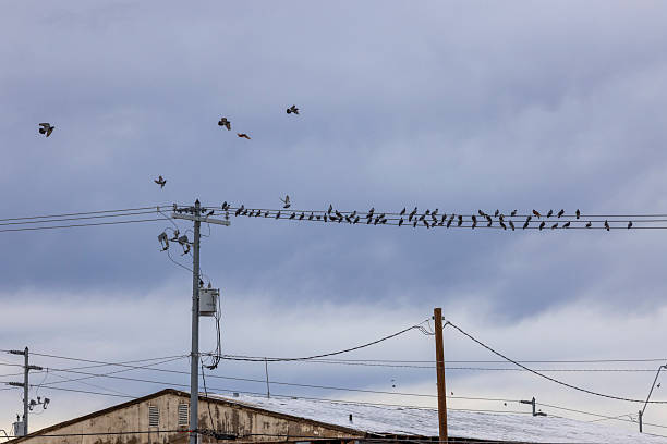 Birds on utility pole wires cloudy sky background in Gila Bend, Arizona, United States