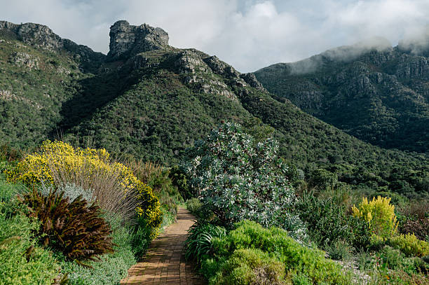 Path leads through green garden with mountains beyond in Cape Town, Western Cape, South Africa