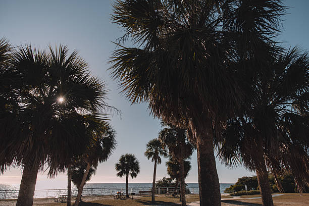 Palm Trees Against a Clear Blue Sky in Tampa, Florida, United States