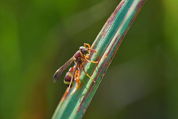 Macro shot of a reddish-brown paper wasp clinging to a dry tree branch, showing detailed wings and body texture in a natural outdoor environment.
