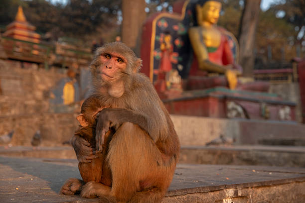 Swayambhunath Stupa in Kathmandu, Nepal