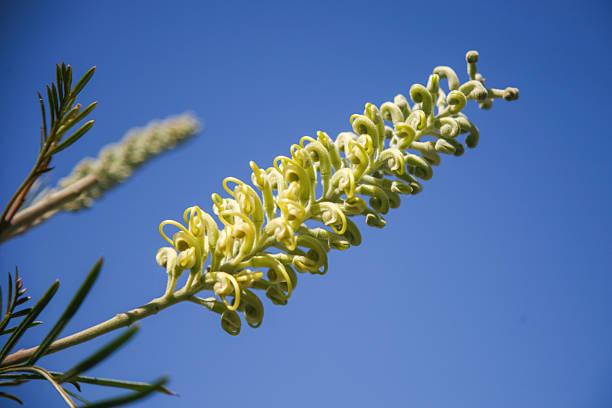 Yellow cylindrical flower spike with curly individual blooms, photographed against a deep blue sky with blurred foliage in the background.