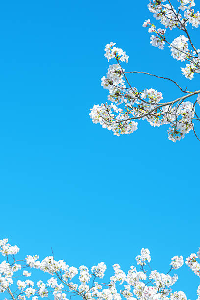 Spring background with blossoming cherry branches against a sunny blue sky