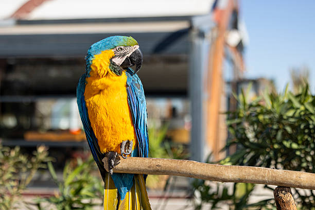close up of parrot