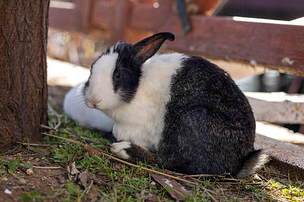 close up of rabbit