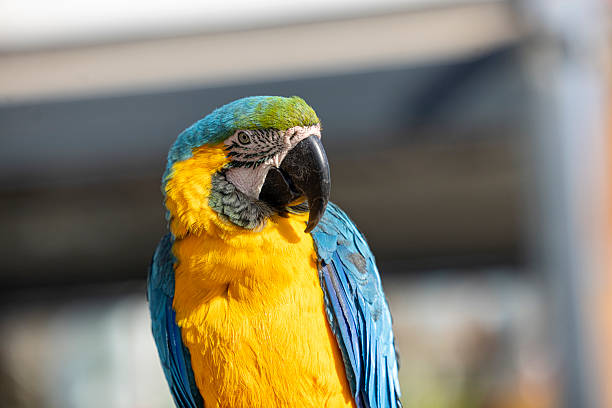 close up of parrot