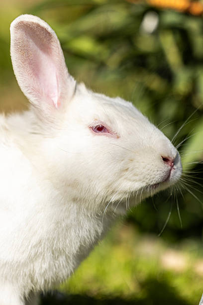 close up of rabbit