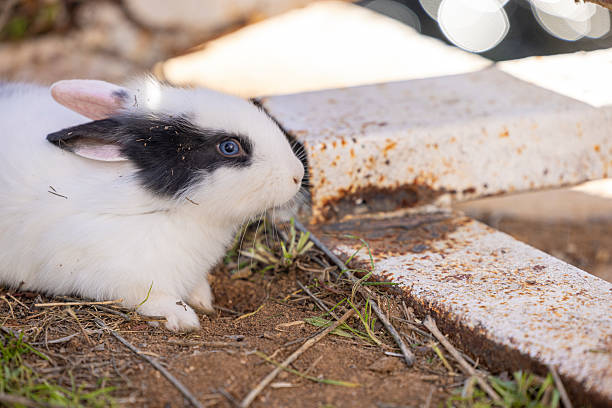 close up of rabbit