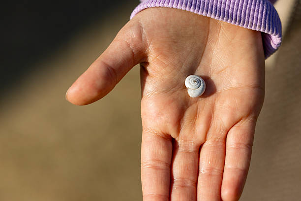 Close-up of a girl holding a tiny seashell