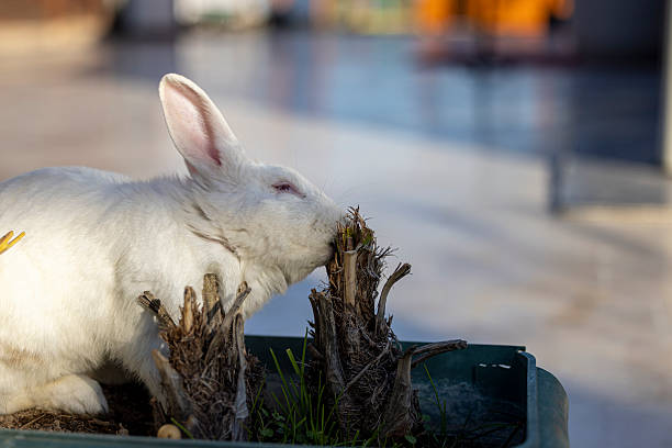 close up of rabbit