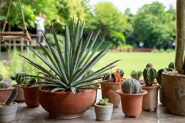 Green lawn and brick path leading to a home, surrounded by various potted succulents