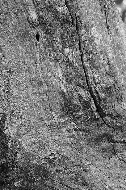 Black and white old tree texture. wooden background, nature