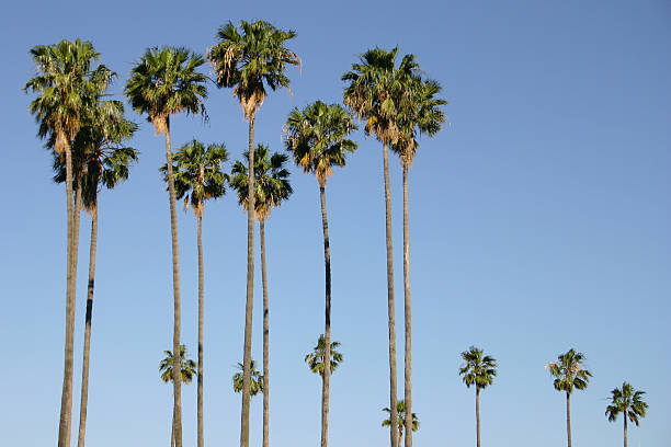 istock Tall palm trees against clear blue sky 2257320387