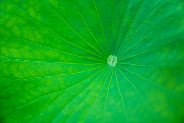 Lotus Flower,Lotus leaf,China,Asia.
