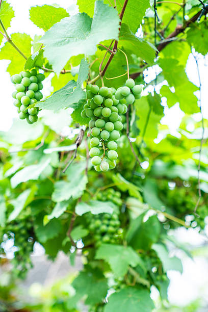 Grape trellis,Vineyard,Grape field,Grape Valley,Turpan,Xinjiang,China,Asia.
