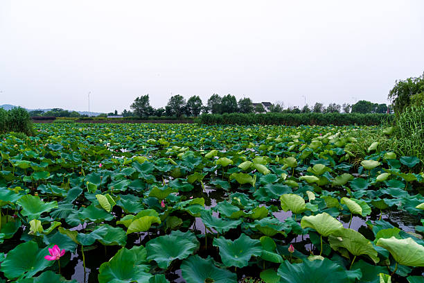Lotus Flower,Lotus leaf,China,Asia.