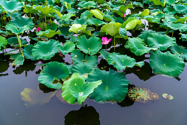 Lotus Flower,Lotus leaf,China,Asia.