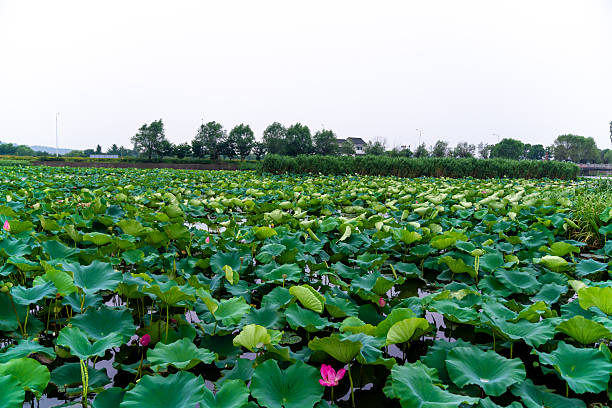 Lotus Flower,Lotus leaf,China,Asia.