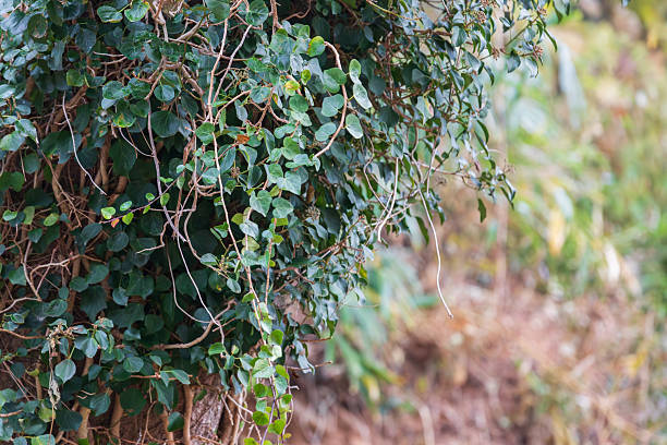 Green vine foliage drapes over a tree trunk, forming a dense layer of leaves and thin stems. The shallow depth of field creates a soft background that highlights the natural texture and greenery.