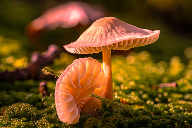Mushrooms. Like small lampshades from a fairytale forest, they stand in the moss and collect light. Delicate, almost transparent,