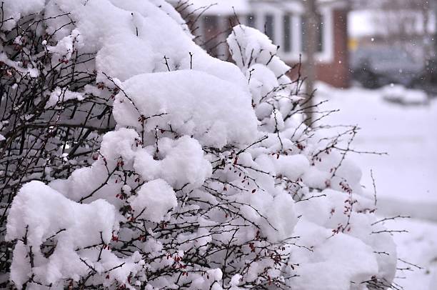 Snow-laden barberry bush with red berries in a suburban winter scene