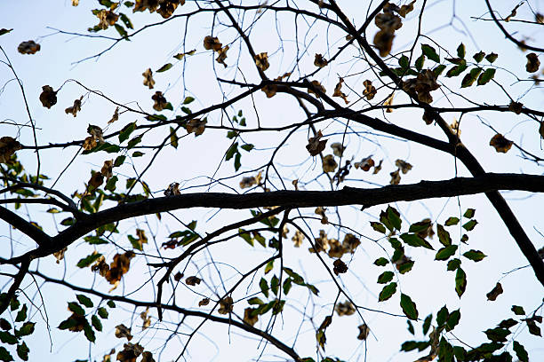 A serene view of branches showcasing vibrant green leaves and brown dried leaves against a pale sky, capturing the essence of changing seasons.