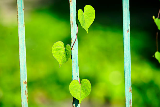 This close-up image showcases heart-shaped leaves climbing on a rustic metal fence against a lush green backdrop, symbolizing nature's delicate beauty.