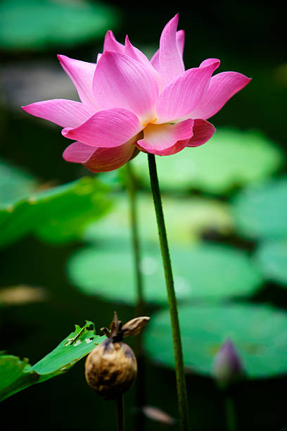 Pink Lotus Flower in Natural Pond Setting with Green Leaves