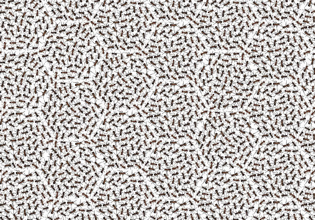 ants  red and black. many ants with a solid background. high-quality background. ants on a white background. background of ants. option for a poster and book cover and notebook. in high resolution