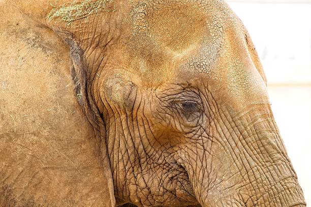 Closeup of an African Elephant, Loxodonta.
