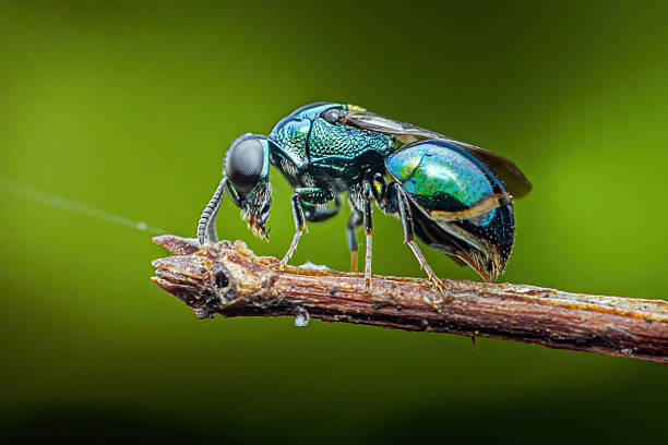 Jewel cuckoo wasp showcasing iridescent blue and green exoskeleton while resting on a small brown branch against a soft green background. Photography, no generative ai