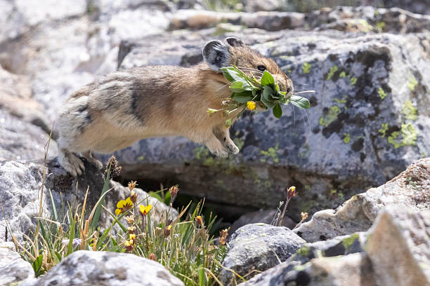 A wild American pika gathering haypiles in the Rocky Mountains of Colorado.
