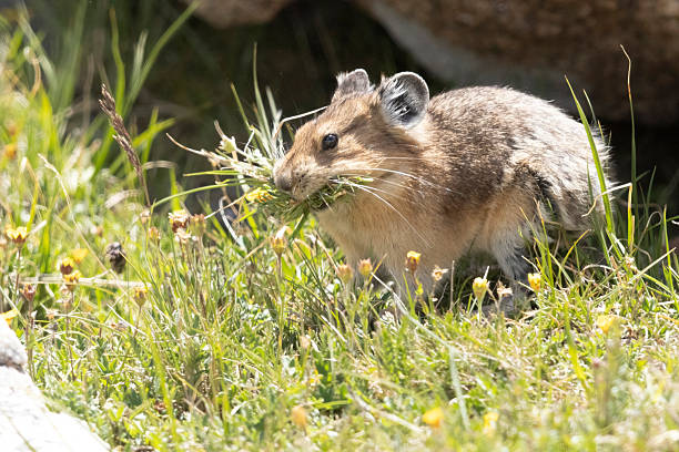 A wild American pika gathering haypiles in the Rocky Mountains of Colorado.