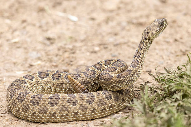 A wild prairie rattlesnake on a trail near the east slope of Colorado.