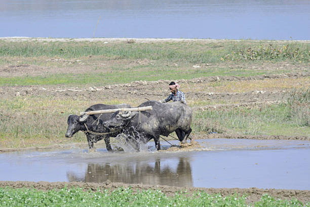 balagarh, west bengal, india- january 12, 2026: farmer ploughing a flooded paddy field using water buffaloes in a traditional rural agricultural setting
