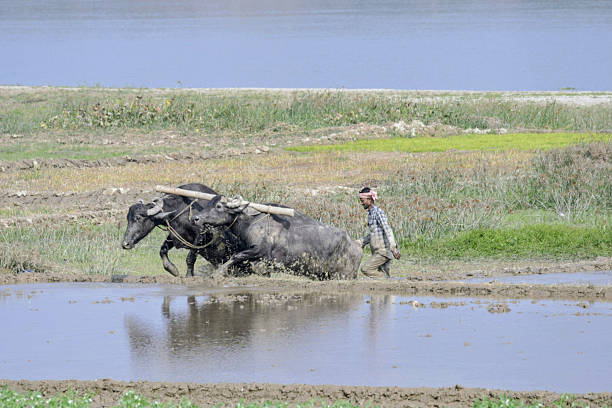 Old Chinese farmer pulling his water buffalo across an old stone bridge in front of a rice field in Guilin.