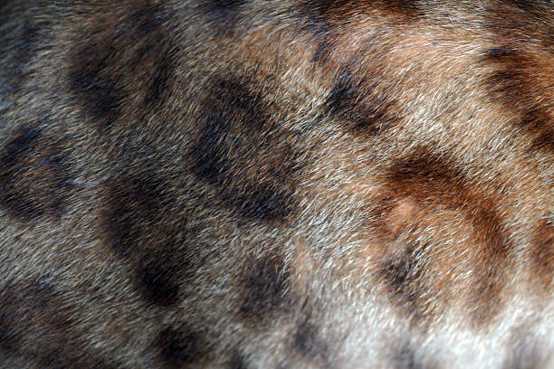 Close-up of animal fur showcasing a distinctive spotted pattern, ideal for wildlife, zoology, and biological studies. Features natural brown and black fur texture.